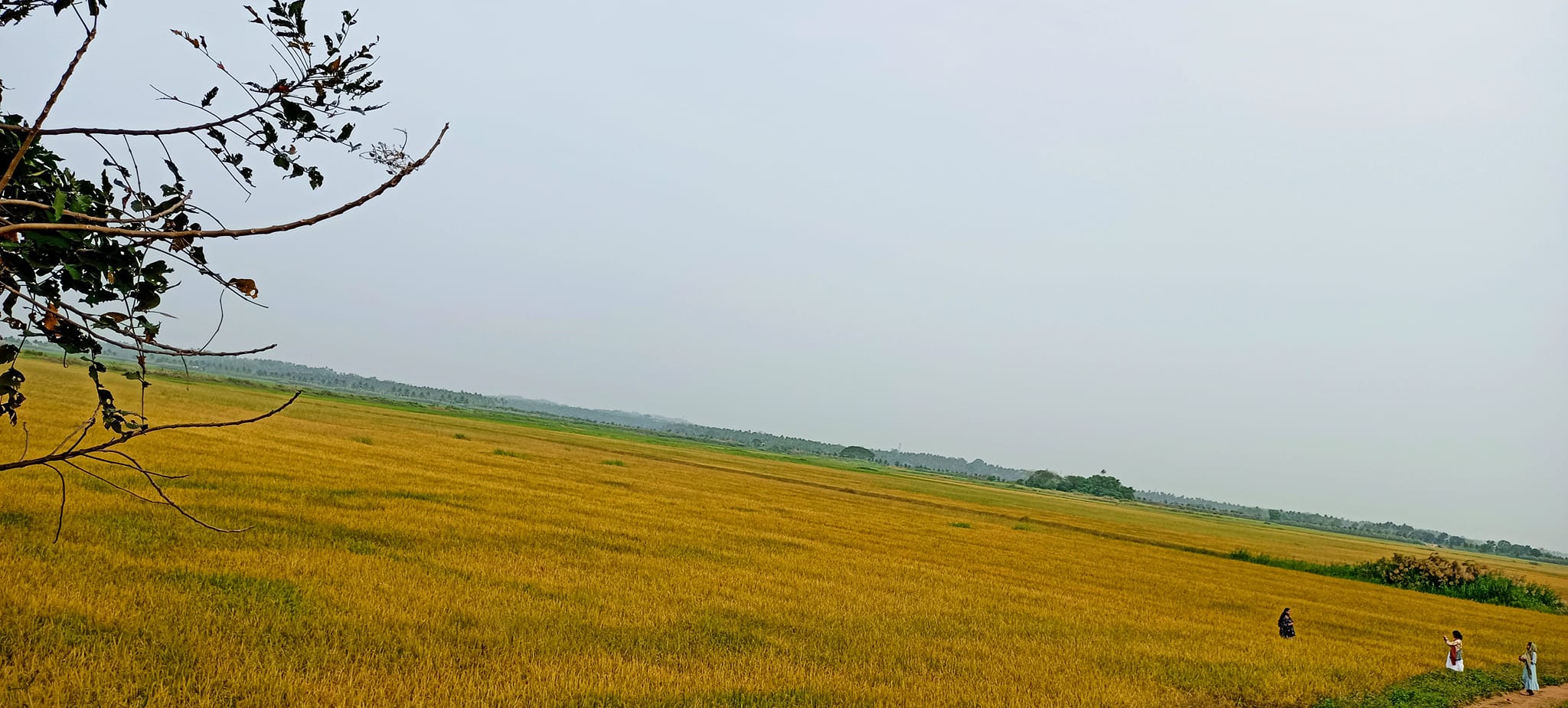 Flyway of Migratory Birds in Thrissur