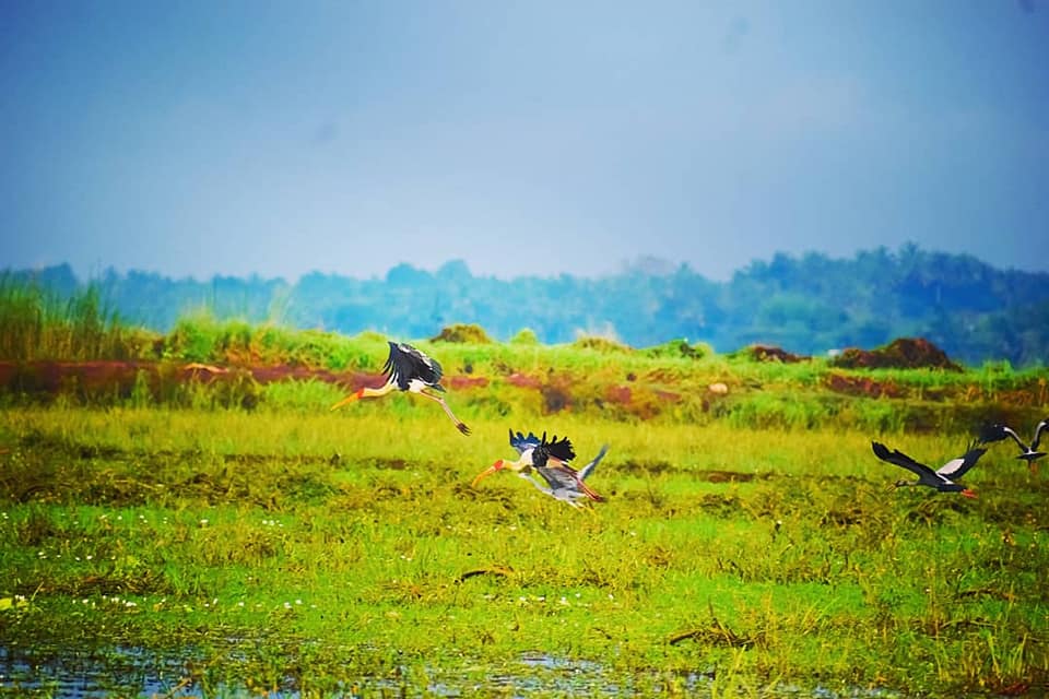 Thrissur KoleWet Land