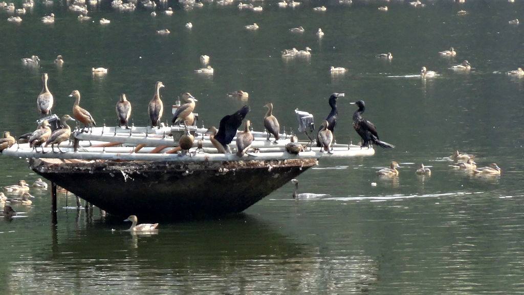 Kerala Pond in Thrissur 